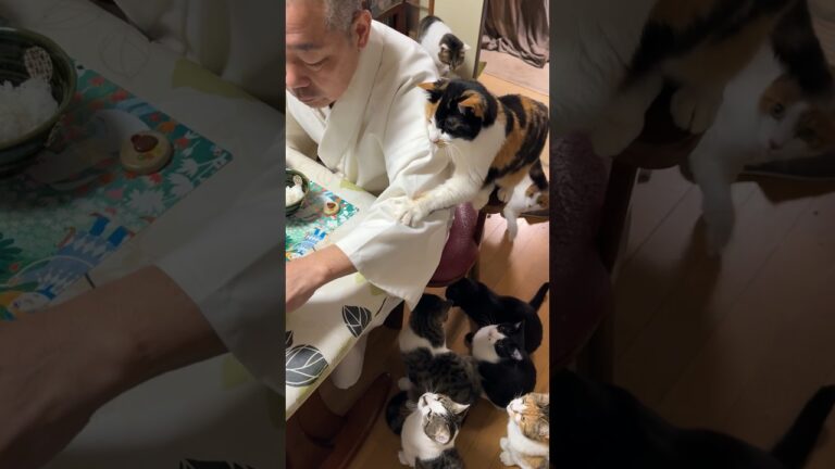 住職の朝ごはん。目玉焼き 野菜サラダ きゅうりの辛子漬け ごはんと味噌汁 トマトジュース