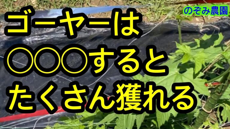 【ゴーヤの重要作業】これをするだけでゴーヤが驚くほど獲れるようになります。