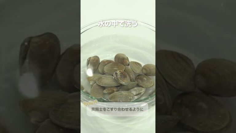 【料理の基本】あさりの砂抜きの方法 #Shorts