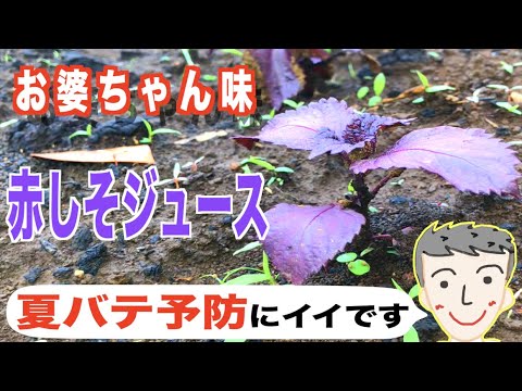 【お婆ちゃん直伝】赤しそジュースの作り方【夏バテ予防】