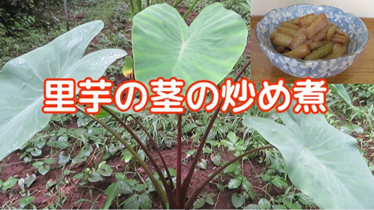 【ご飯のお供によく合う！】里芋の茎の炒め煮の作り方