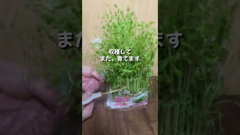 豆苗／買ったら直ぐにこうするとお得に2.5倍／自家栽培／家庭菜園／育て方