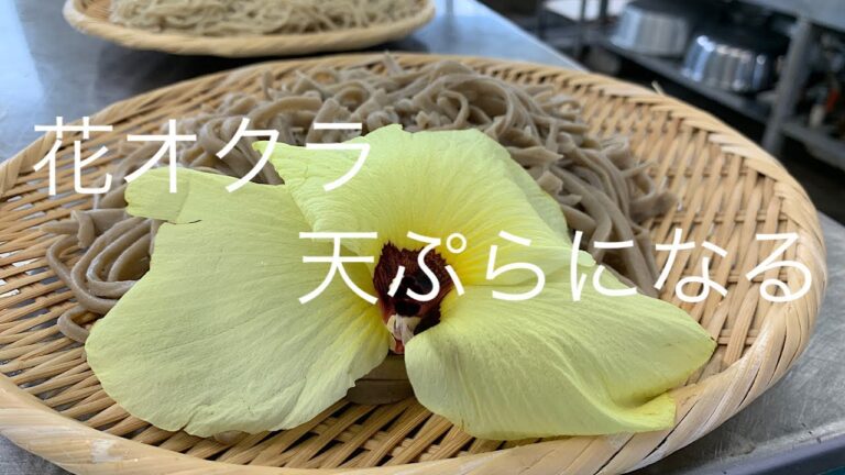花オクラ　天麩羅になる