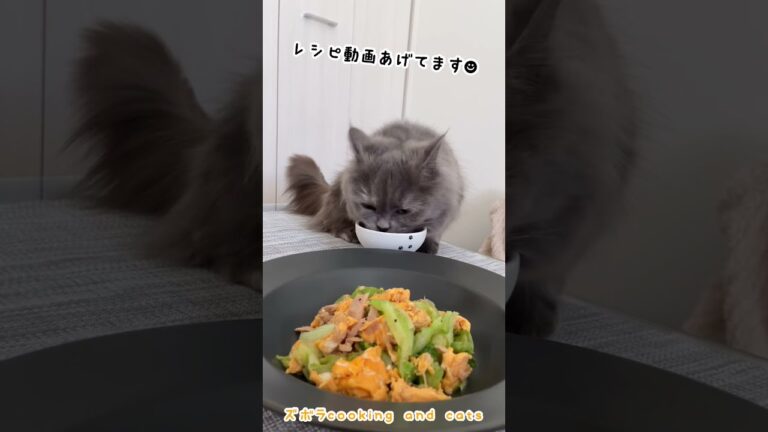 レタスとツナの卵炒めwith cats #shorts