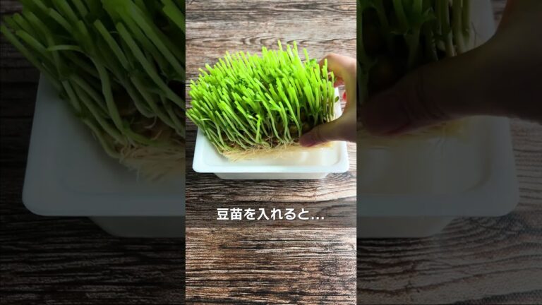 ペヤングで豆苗畑作ってみた#shorts