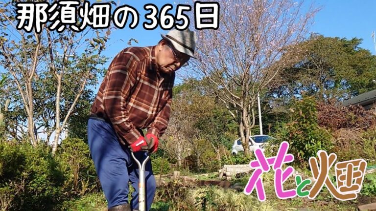 里芋試し掘りうまそー今夜にでも食べたいが明日まで待とう煮っころがし😉那須畑😃室内で保存していた(去年の)サツマイモに立派な芽がどんどん出始めました！10/15 2024 1