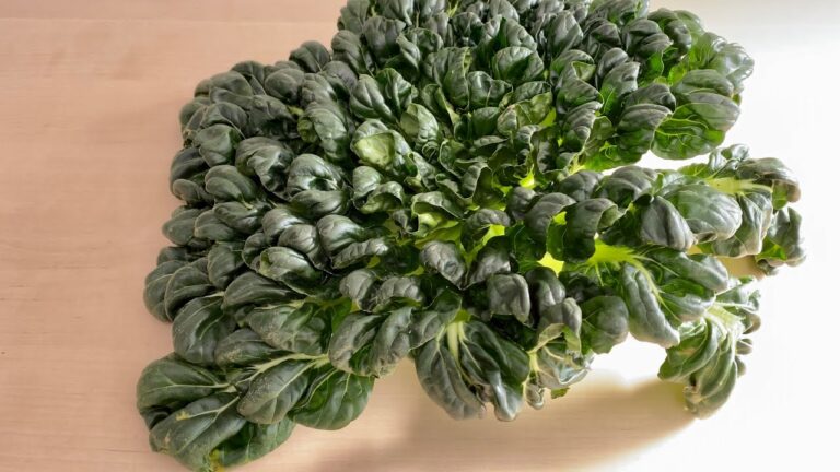 ターサイ（ターツァイ）〈野菜の食べ方＆調理方法〉by食育マルシェおうち便