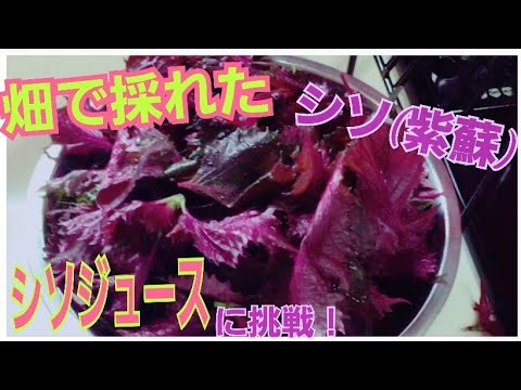 自家製シソジュース♪夏のジュース！