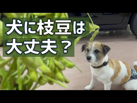お客さんから枝豆もらったの～犬に枝豆は大丈夫？フライパンで蒸すのがおいしいよ/ジャックラッセルテリア/チップ/5歳