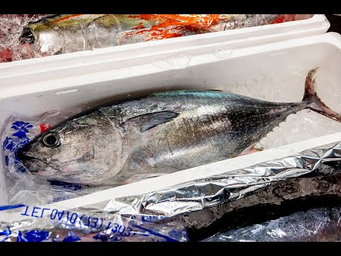 ワインと鮮魚のペアリングを求めて⑥〜マグロと赤ワインを合わせてみた！