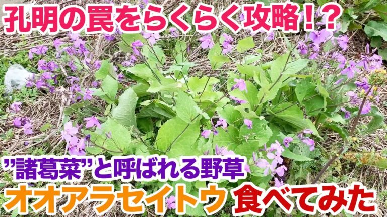 孔明の罠をらくらく攻略！？「諸葛菜」とよばれる野草を食べてみた