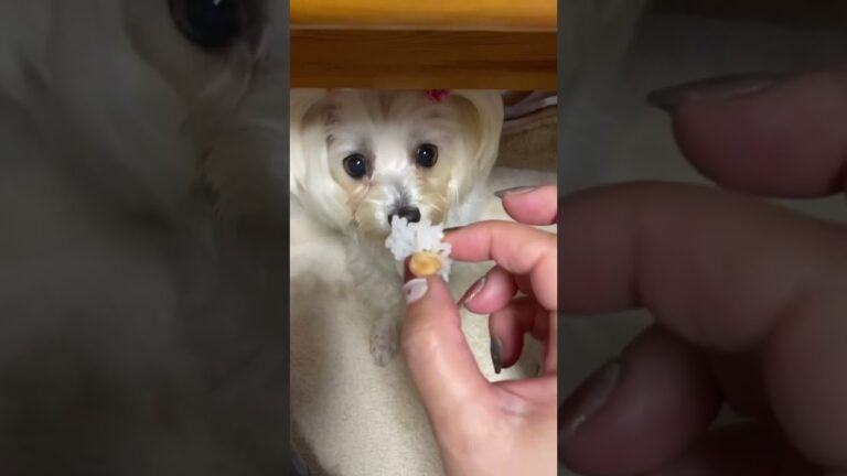 ネバネバがウマウマ#shorts #ダックスうめ #マルチーズしそ#うめしそ#納豆