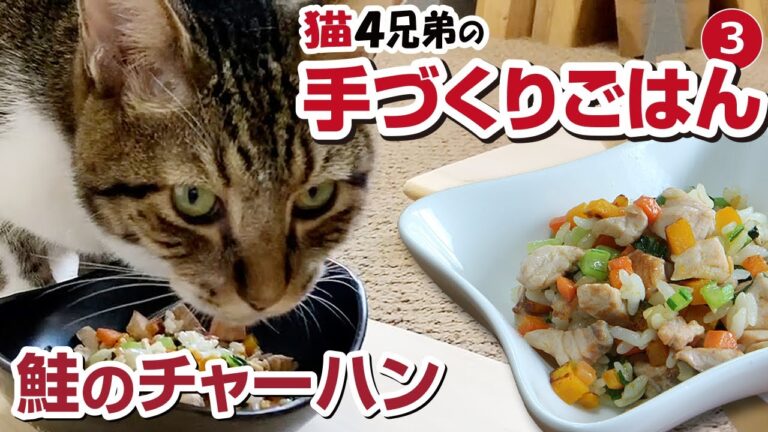 猫さんの手づくりごはん Vol.3【鮭のチャーハン】福猫本舗