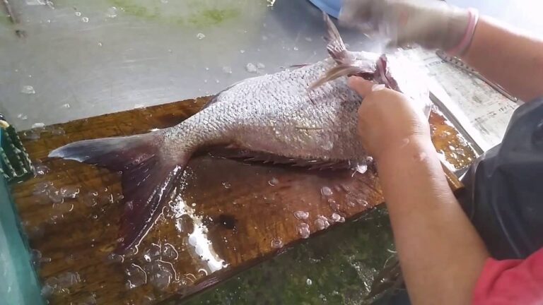 鯛のうろこ取り　鯛の骨のぶつ切り　人気の調味料　こだわりスープ　料理が上手になる調味料