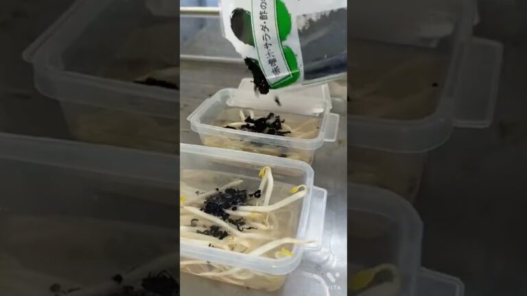 ズボラなわたしは今日もレンチン味噌汁　#Shorts