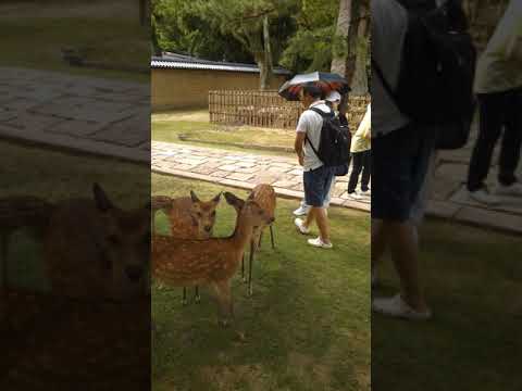 常識のないバカ中国人観光客