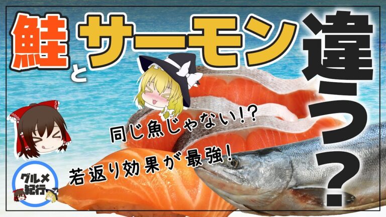 【ゆっくり解説】鮭とサーモン本当の違いは？鮭の若返り効果が最強説について