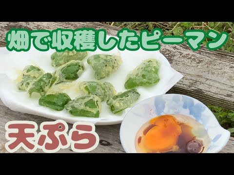 【ピーマンの天ぷら】生卵と麺つゆの最高のタレでお召し上がりください【最強ピーマンレシピ】ピーマンの天ぷらの作り方