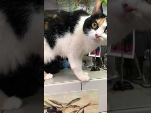 【レンチンでカンタンもやしとわかめの酢の物】vinegared bean sprouts and seaweed