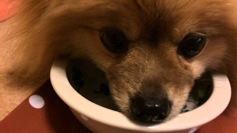 犬めし【わんごはん日記】ふろふき大根のそぼろあん