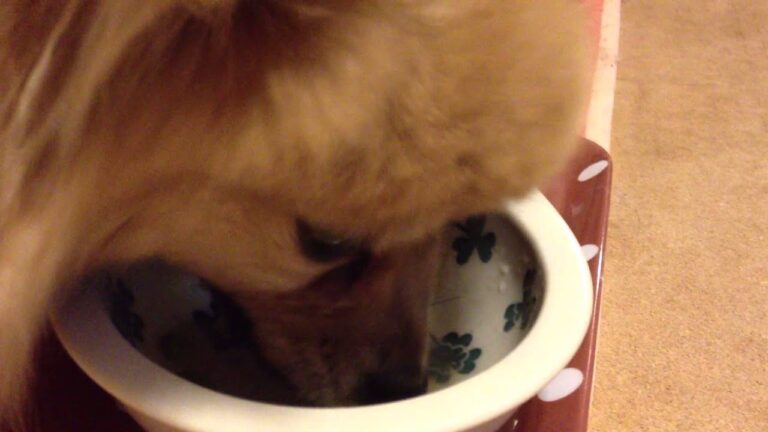 犬めし【わんごはん日記】たっぷり野菜のとろとろポトフ