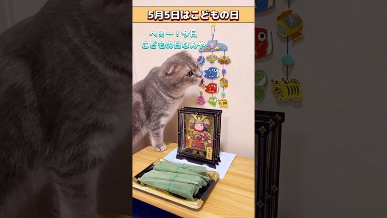 【端午の節句】5月5日はこどもの日🎏【猫】#shorts #こどもの日