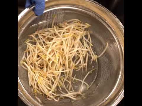 【鍋野菜】もやし