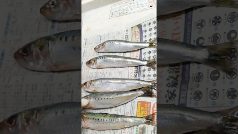 ほめられた【絶品イワシの生姜煮】#簡単レシピ #japanesefood #煮魚 #いわし#おつまみ