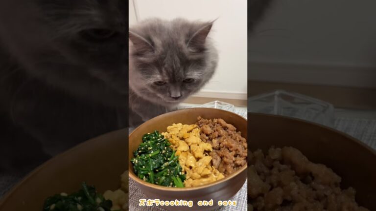 ほうれん草とたまごの三食そぼろ丼with cats #shorts