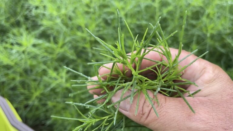 スーパーフード野菜栽培４つの育て方【家庭菜園オススメ】21/7/8