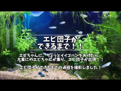 エビ団子ができるまで！美味しいゴハンにエビちゃん大集合！！