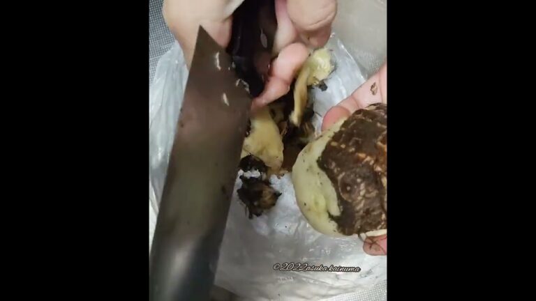 里芋の皮剥き　#shorts