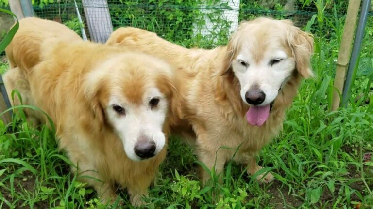 女子寮(鶏小屋)の卵を確認比較、ゴールデンレトリバーは食べたい。