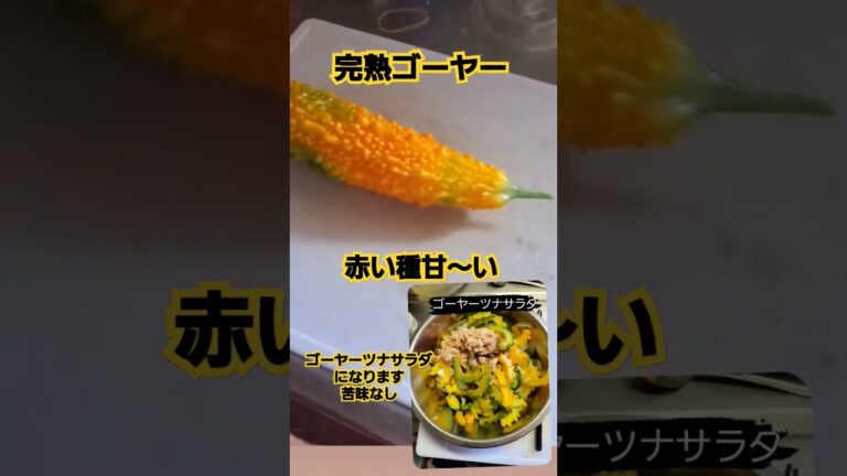完熟ゴーヤー　ゴーヤーツナサラダ😋🌺　#ゴーヤー栽培　#ゴーヤーサラダ　#家庭菜園　#無農薬栽培
