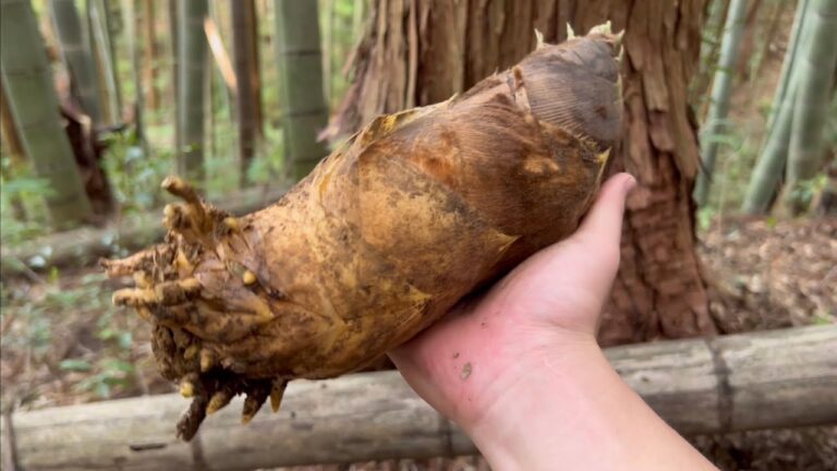 採れたてタケノコがうますぎるww