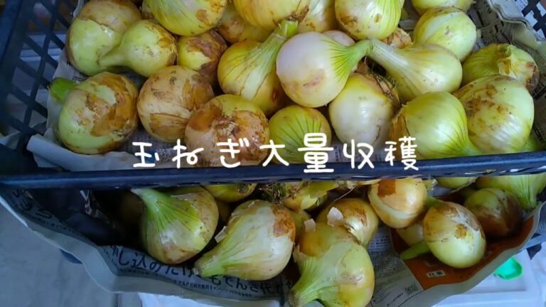 COOKPADで見つけた玉ねぎ大量消費レシピです。