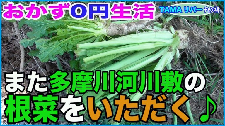 【おかず0円生活】西洋アブラナ料理と西洋カラシナ漬