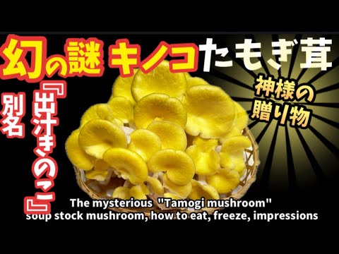 183.幻の謎キノコ たもぎ茸・別名『出汁きのこ』のレシピ3と冷凍保存､乾燥