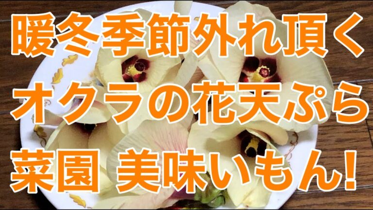 『暖冬季節外れに頂く オクラの花天』オクラ　花の天ぷら　菜園美味いもん！　家庭菜園　Kitchen garden routine vlog