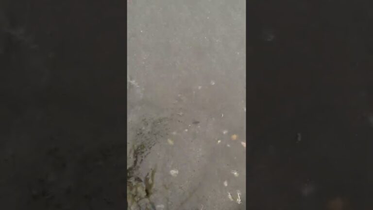 ハマグリ大量採れ杉ワロタw