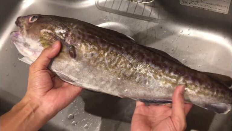 【料理 vol.28】真鱈(まだら)を捌いてみました (内臓が映るので苦手な方はご遠慮ください)