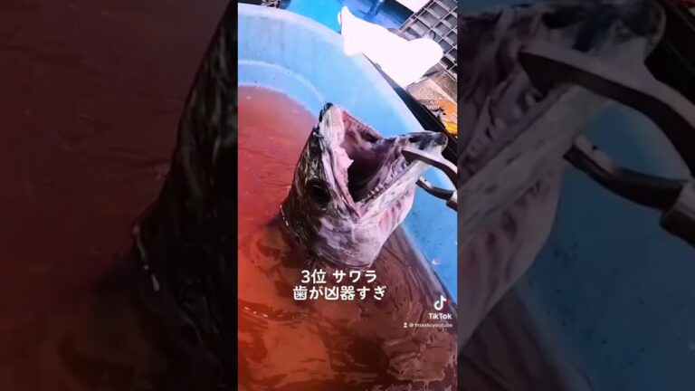 釣れたら注意、身近に釣れる危険生物TOP5 #shorts #short