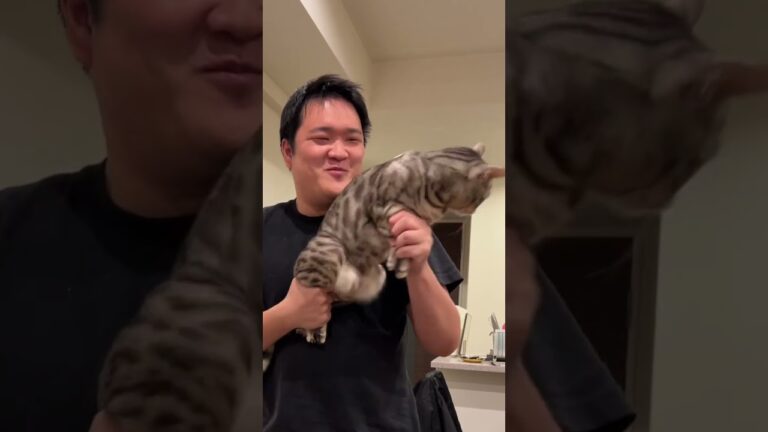 海外で流行ってる猫マシンガンをよく喋る猫でやるとこうなる　#shorts