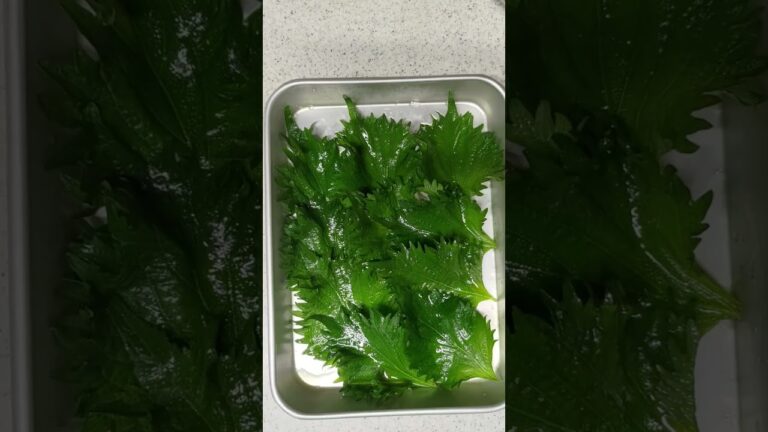 一回食べてみて欲しい！大葉としらすのてまり寿司