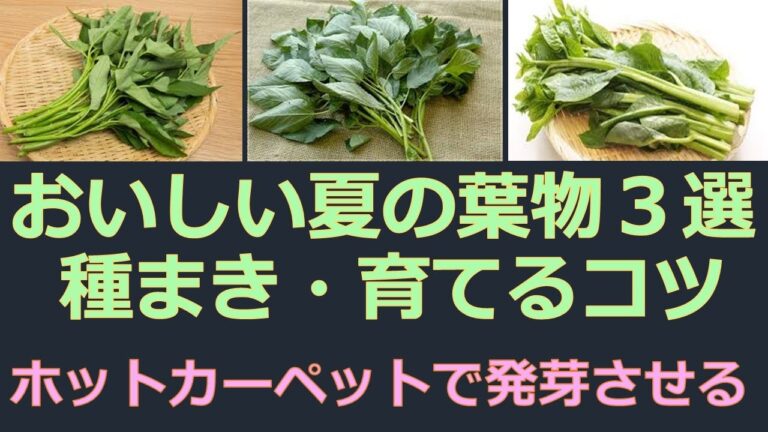 夏の葉物（モロヘイヤ、ツルムラサキ、エンサイ）の種をまく　育てるポイント　ホットカーペットで発芽をサポート