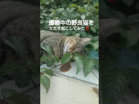 爆睡中の野良猫をたたき起こしてみた！