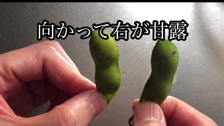 【白山だだちゃ豆②食べ方講座】鶴岡市特産のだだちゃ豆の季節到来、2種類購入して秘伝の食べ方で検証してみた。#山形県鶴岡市 #食の都庄内#だだちゃ豆#殿様#庄内藩#茹で方