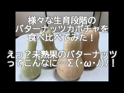 いろんな生育段階のバターナッツかぼちゃを食べ比べてみた。どのタイミングで食べるのが美味しい？