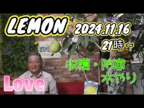 【レモン栽培のポイント】防寒対策は大丈夫ですか？冬越しの準備をしましょう。