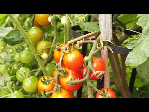 ミニトマトとツナの梅シロップマリネの作り方／ミニトマトレシピ／ばあちゃんの料理教室／How To Make Cherry Tomato And Tuna Salad